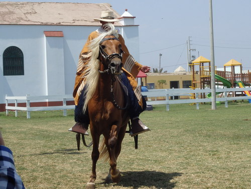 Peruvian Step Horse Show.